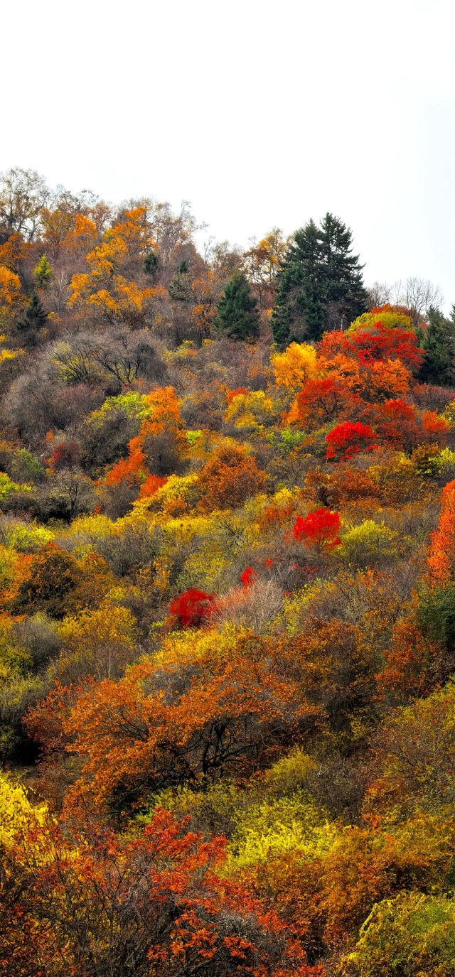 藏寨秋遊好去處 藏寨秋遊好去處