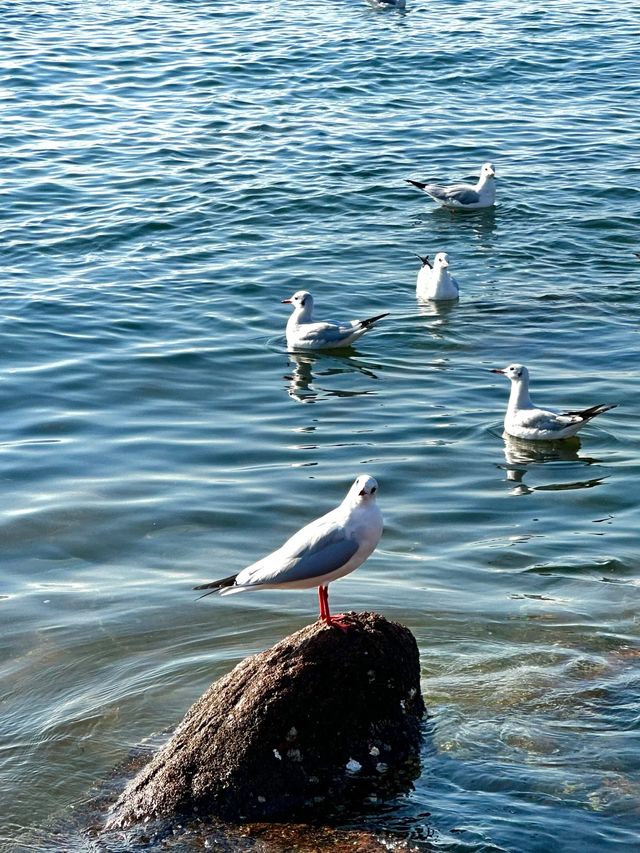 青島冬日元氣旅拍：與西伯利亞海鷗撞個滿懷