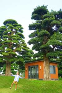 大膽預測這片奇幻森林將成為廣佛新頂流