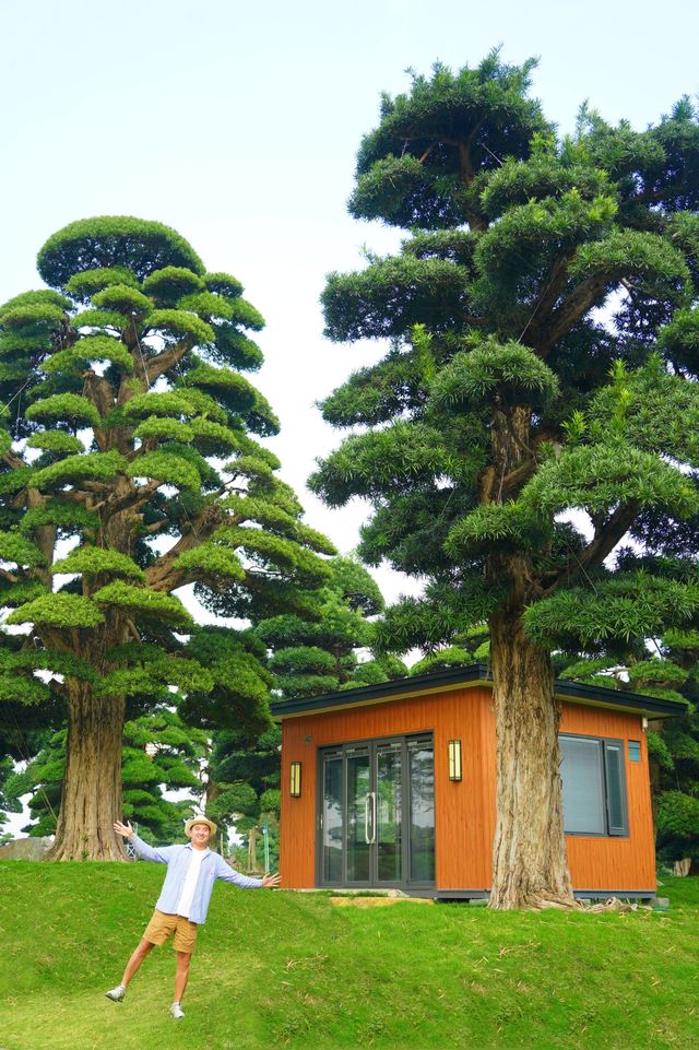 大膽預測這片奇幻森林將成為廣佛新頂流