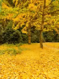 廣東賞秋天花板！南雄2天銀杏+丹霞+溫泉