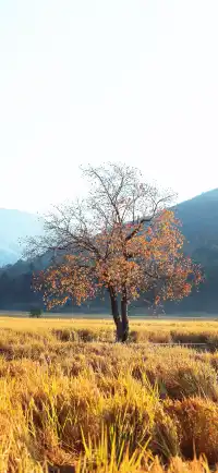 杭州出發|第 站黃山腳下週末兩日賞秋景