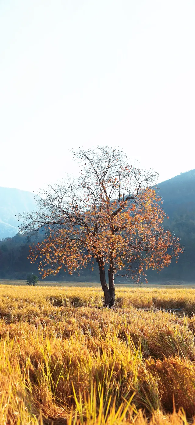 杭州出發|第 站黃山腳下週末兩日賞秋景 杭州出發|第 站黃山腳下週末兩日賞秋景