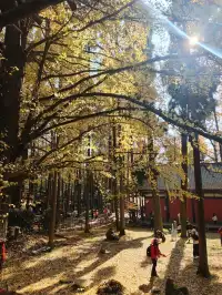 都江堰靈巖寺最容易領的獎牌