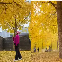 2025年11月2日到11月6日的光霧山與西安之旅