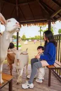 2h直達上海周邊遛娃聖地南通野生動物