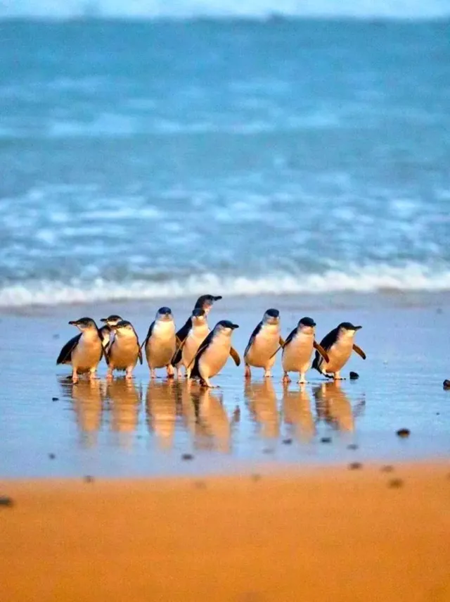 澳洲神仙路線玩轉南半球