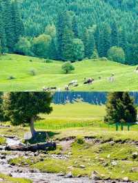 可可托海避坑指南從交通到吃住全攻略