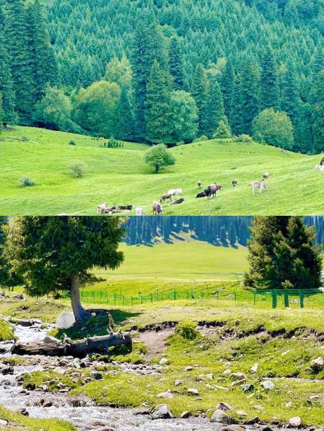 可可托海避坑指南從交通到吃住全攻略