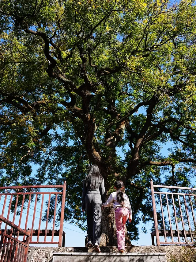 劍川桑嶺村|百年古木林美成了打翻的調色盤 劍川桑嶺村|百年古木林美成了打翻的調色盤
