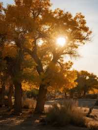 額濟納旗親子賞秋攻略帶娃玩轉胡楊林+沙漠秘境