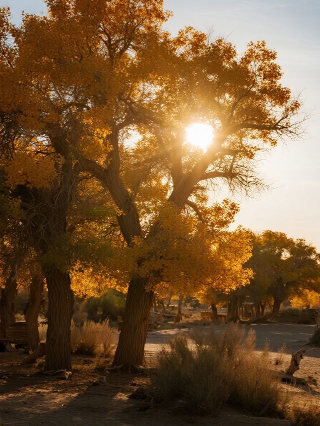 額濟納旗親子賞秋攻略帶娃玩轉胡楊林+沙漠秘境 額濟納旗親子賞秋攻略帶娃玩轉胡楊林+沙漠秘境