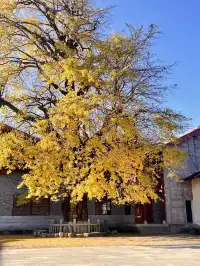 南昌周邊|九江雲居山的千年銀杏 滿樹金黃