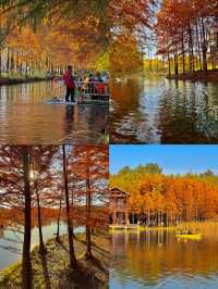 秋日虎丘紅楓殺瘋了