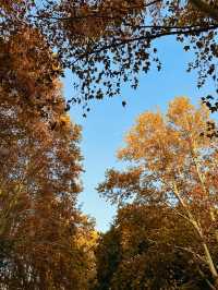 上海秋日頂流!共青菊花展免費衝人多真的有原因!