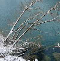 下雪的九寨溝美到窒息！這場"豪賭"太值了