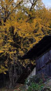 銀杏樹下慢時光,德化丁榮村