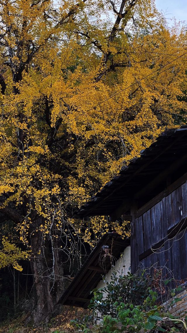 銀杏樹下慢時光,德化丁榮村 銀杏樹下慢時光,德化丁榮村
