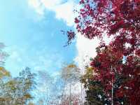 秋日限定!徐家匯公園紅葉暴擊市中心的調色盤炸裂了!