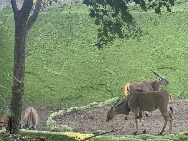 北京大興野生動物園-值得N刷