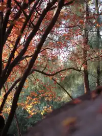 我找到了廈門的秋天