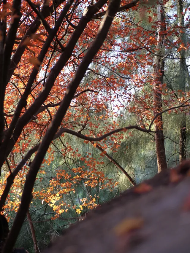 我找到了廈門的秋天 我找到了廈門的秋天