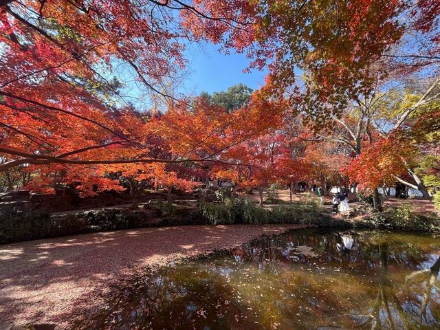 上海賞楓絕佳地標