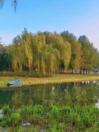 滬上秋韻 | 湖畔金柳,沔青之秋