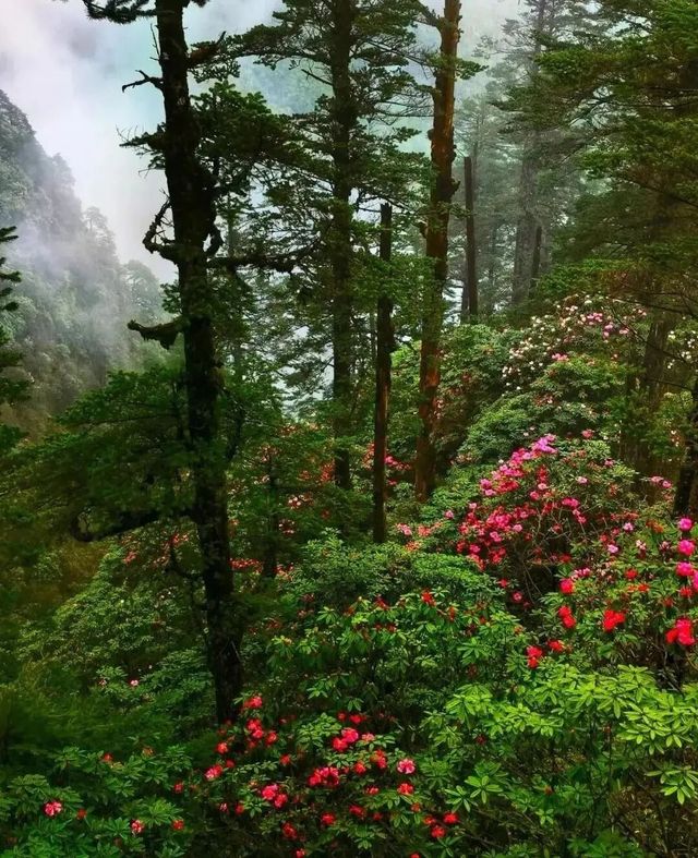 北川藥王谷4天3夜旅遊攻略