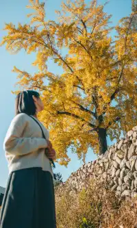 溫州這個古村的百年銀杏已到最佳觀賞期~