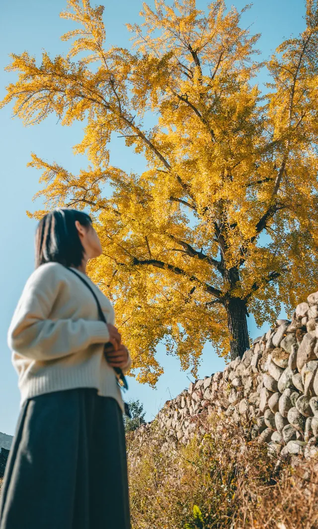 溫州這個古村的百年銀杏已到最佳觀賞期~ 溫州這個古村的百年銀杏已到最佳觀賞期~