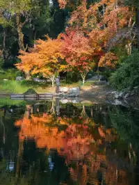 12.1實拍!東湖這棵彩虹樹封神了