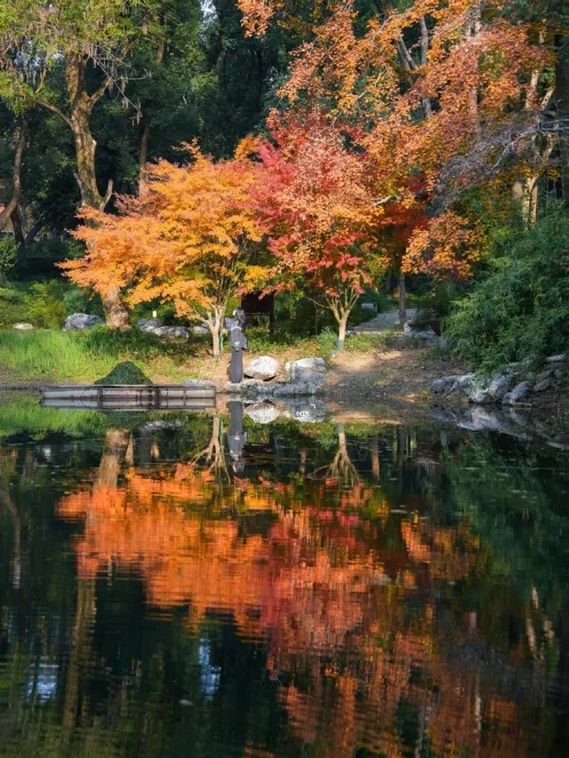 12.1實拍!東湖這棵彩虹樹封神了 12.1實拍!東湖這棵彩虹樹封神了