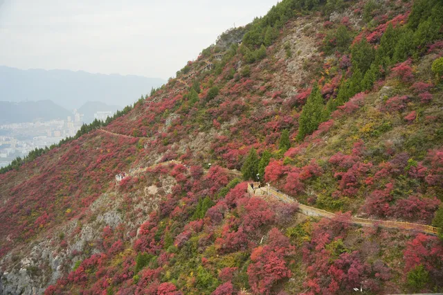 巫山龍脊看紅葉｜懶人零難度路線