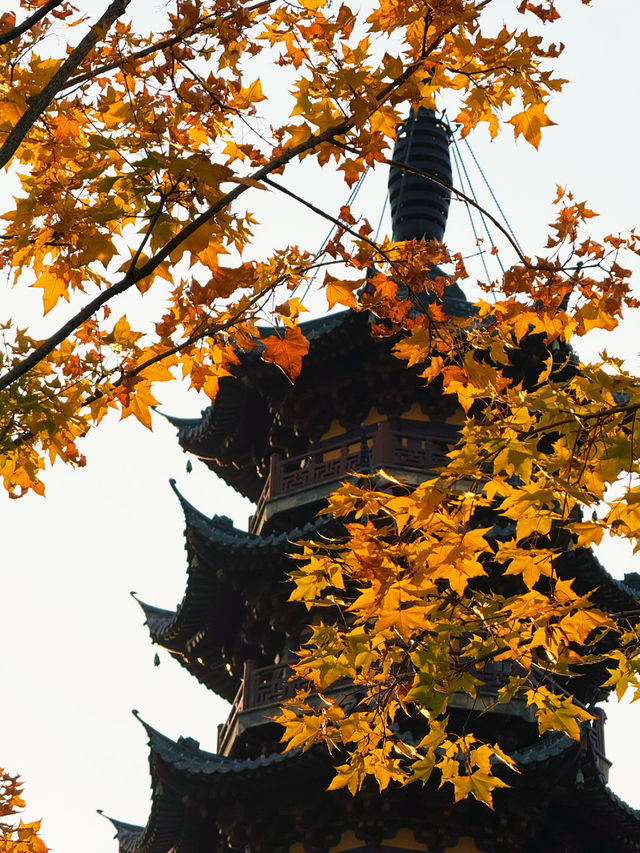 魔都秋日限定龍華寺美成古畫了!!! 魔都秋日限定龍華寺美成古畫了!!!