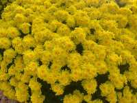 【南寧必打卡|青秀山,藏在城市裡的綠野仙蹤】