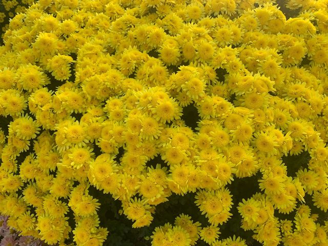 【南寧必打卡|青秀山,藏在城市裡的綠野仙蹤】 【南寧必打卡|青秀山,藏在城市裡的綠野仙蹤】