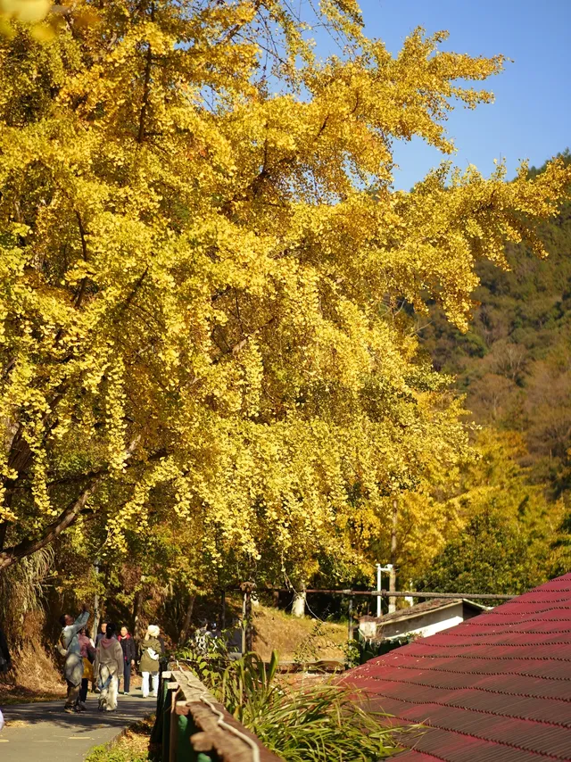 韶關南雄·帽子峰銀杏