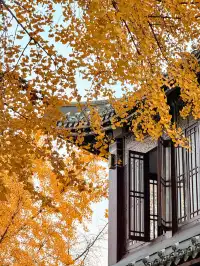 南京玄武湖 |接受落葉和降溫的風