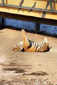 哈爾濱必打卡!東北虎林園與百獸之王0距離接觸!
