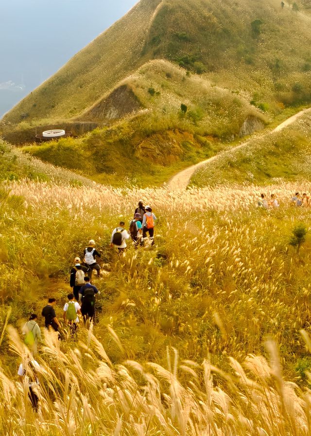 人生建議:11月一定要去看大南山的秋天! 人生建議:11月一定要去看大南山的秋天!