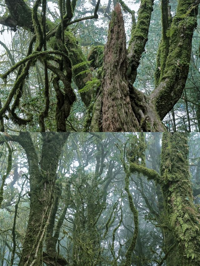 剛從哀牢山回來!看這篇就夠了 剛從哀牢山回來!看這篇就夠了