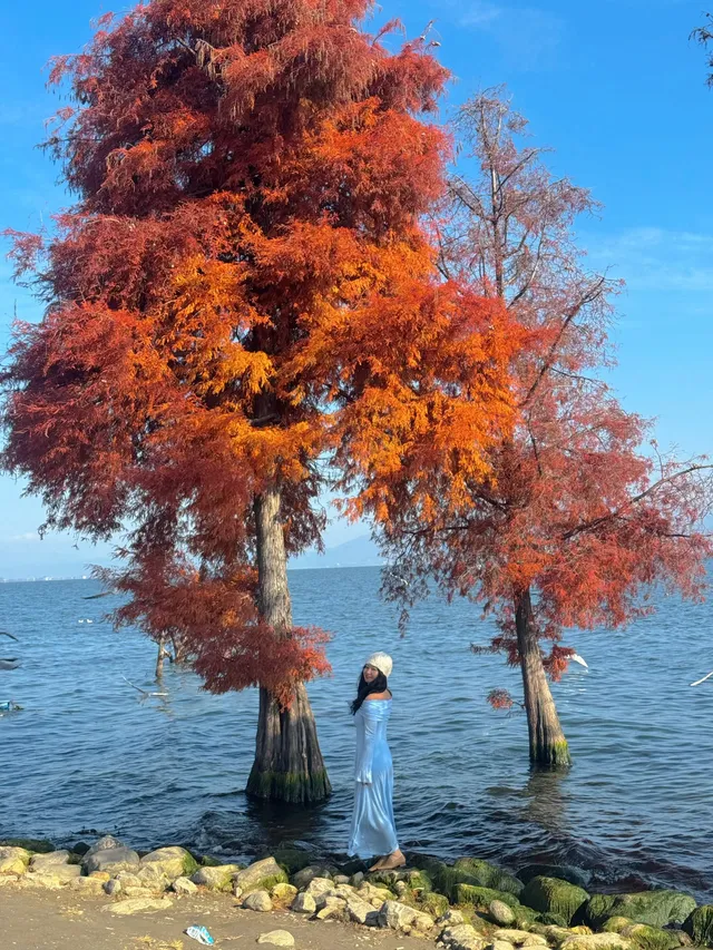 18圖告訴你,現在的大理水杉季究竟有多美…… 18圖告訴你,現在的大理水杉季究竟有多美……