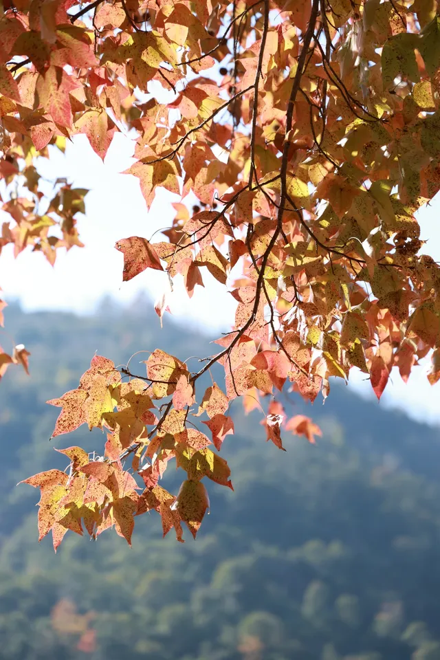 永嘉紅楓古道的紅楓紅了 永嘉紅楓古道的紅楓紅了