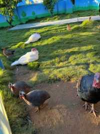 廈門小眾遛娃聖地集美果樂園一日遊攻略