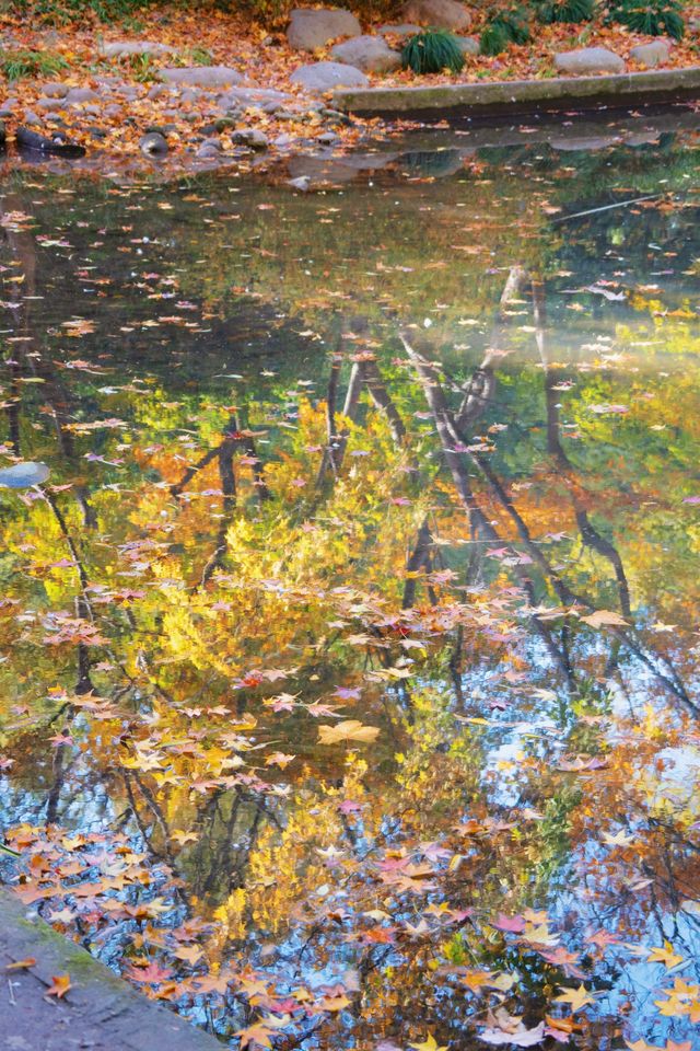 魔都市中心的“小京都”!延中廣場公園秋日拍照封神攻略 魔都市中心的“小京都”!延中廣場公園秋日拍照封神攻略