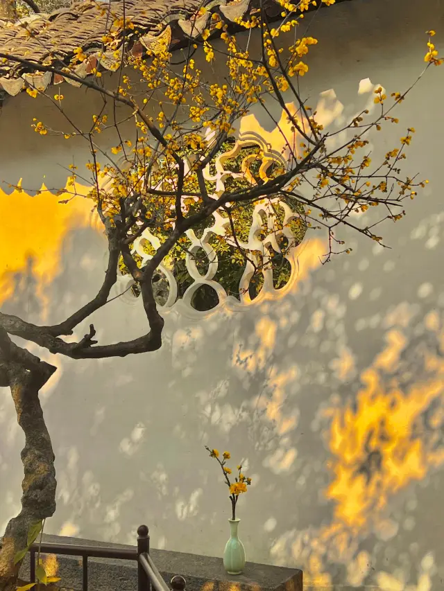 Come to Suzhou during the winter Spring Festival, and remember this nanny-level plum blossom viewing guide!