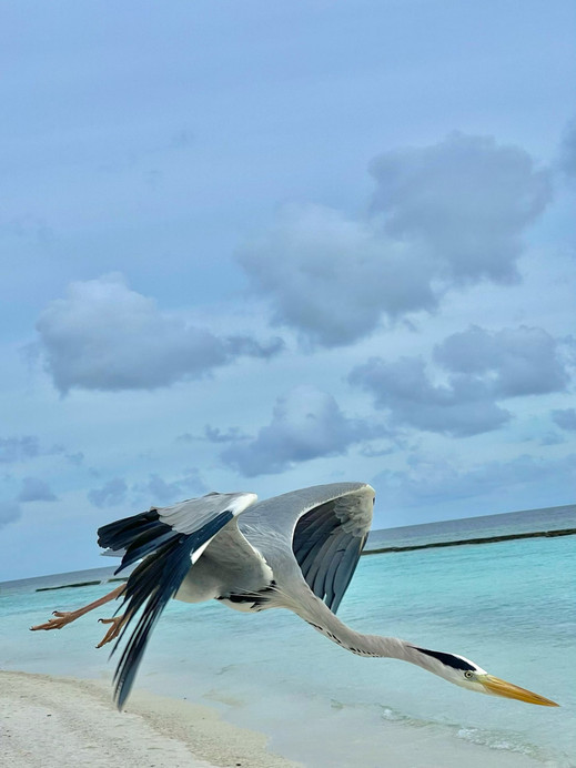 モルディブのゼリーの海｜海を聞きながら食事し、鳥を捕まえる天国