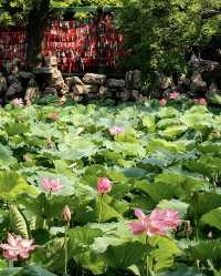 保定古蓮花池，一座城市中的「小江南」。走進蓮池，如同走進了江南的煙雨中。亭台樓閣、小橋流水，讓人彷彿