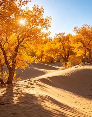 Embark on a Golden Seven-Day Dream Amidst the Desert Winds